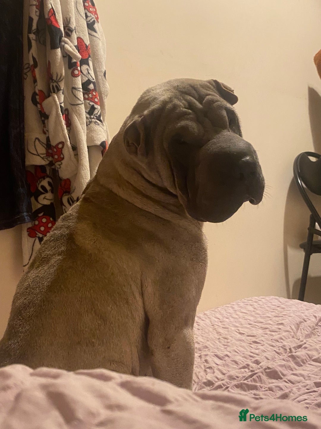 Shar Pei dogs for sale: Sharpei - Advert 2