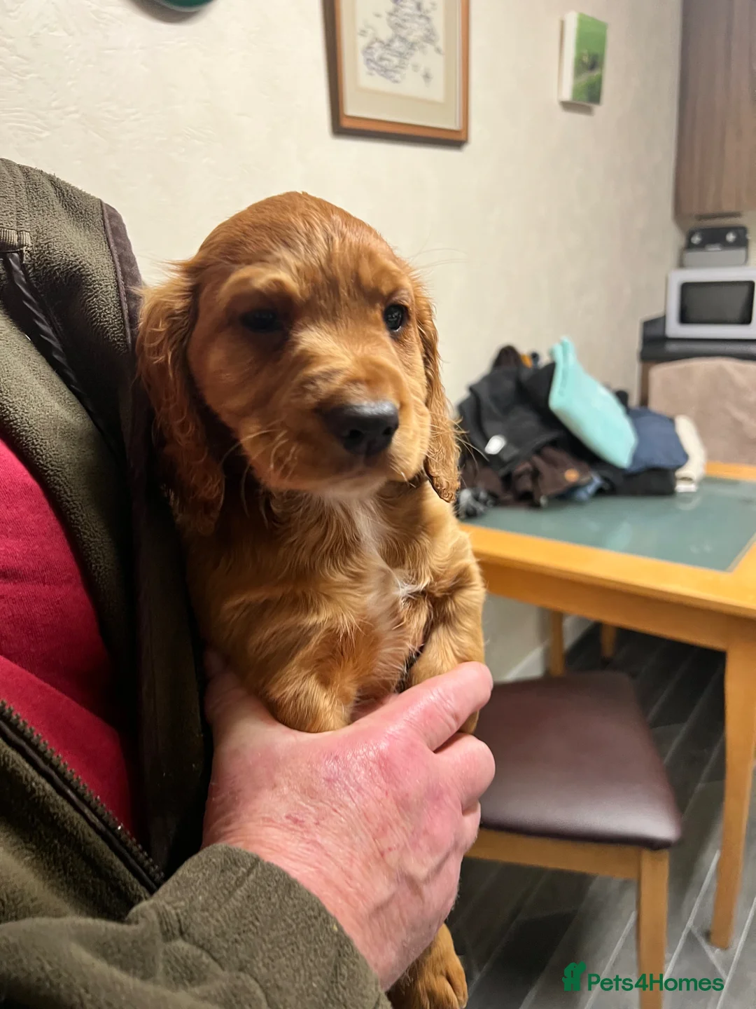 Cocker Spaniel dogs for sale: Ready to leave now!! 2 stunning cocker pups - Advert 2