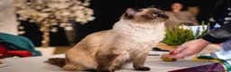 Ragdoll cats for sale: Stunning FIFe Pedigree Ragdoll Boys 💙 - Advert 15