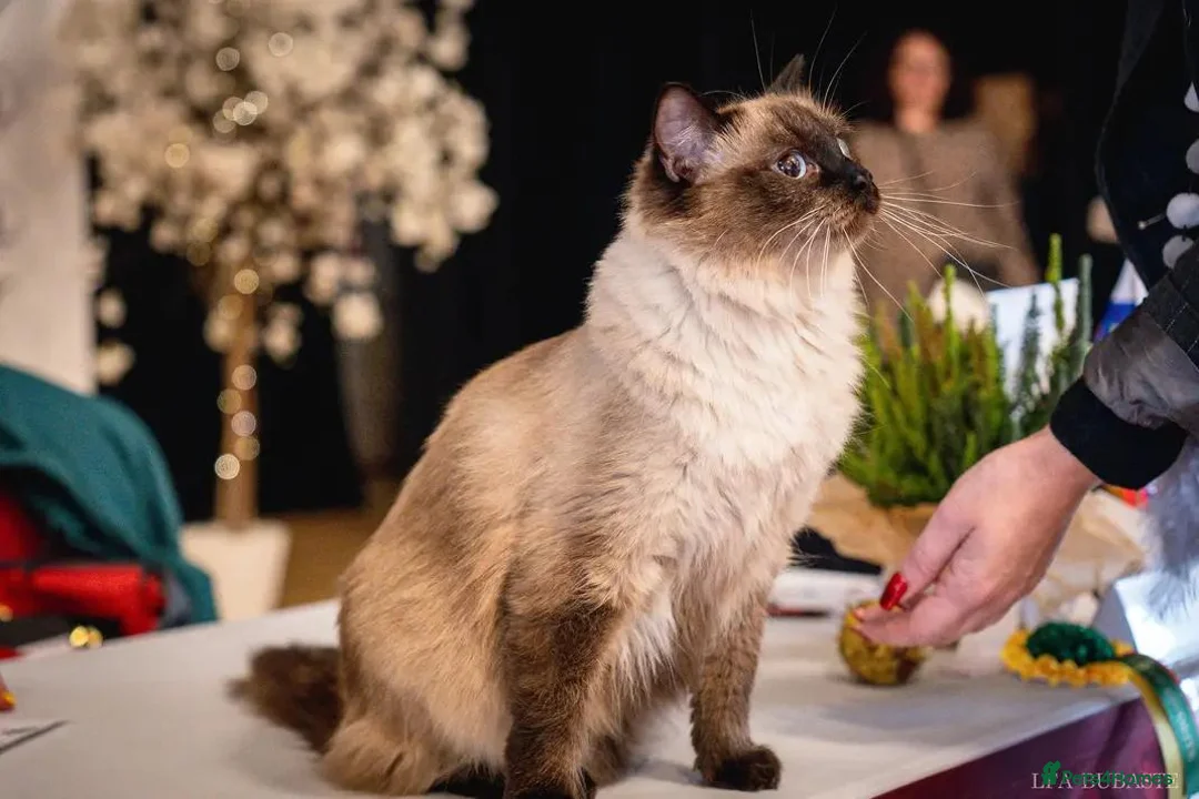 Ragdoll cats for sale: Stunning FIFe Pedigree Ragdoll Boys 💙 - Advert 15
