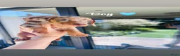 Miniature Dachshund dogs for sale: True miniature Kc dachshunds  - Advert 8