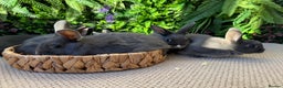 Mixed Breed rabbits for sale: Bunny’s ready to go  - Advert 4