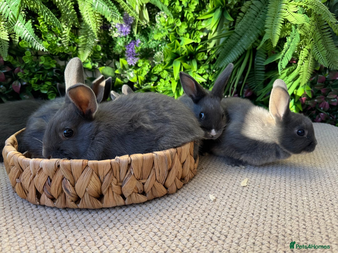 Mixed Breed rabbits for sale: Bunny’s ready to go  - Advert 4