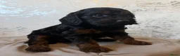 Cockapoo dogs for sale: F1 cockapoo pups  in Stourport-on-Severn - Advert 4