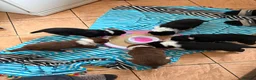 Border Collie dogs for sale: Border collie pups for sale in Barnsley - Advert 2