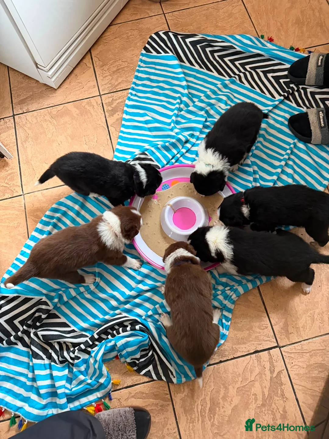 Border Collie dogs for sale: Border collie pups for sale in Barnsley - Advert 2