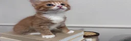 Mixed Breed cats for sale: 🐾 ✨ Kittens ready this weekend 🧡💛 - Advert 4