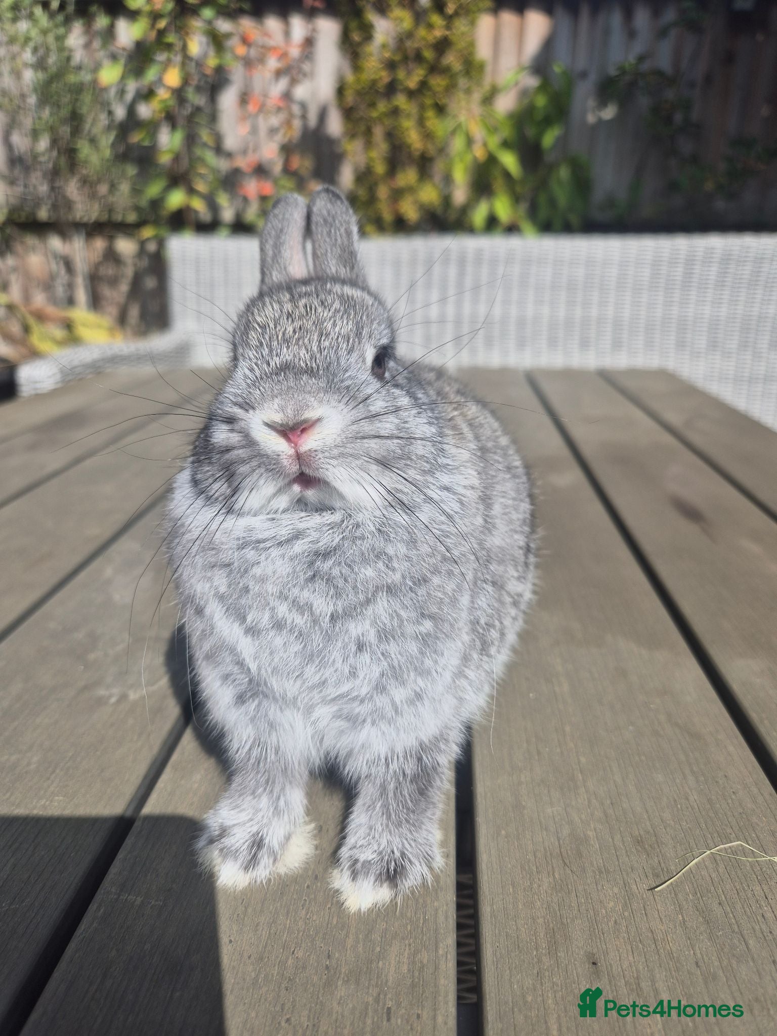 Netherland Dwarf rabbits Baby Netherland dwarf rabbits  - Advert 2