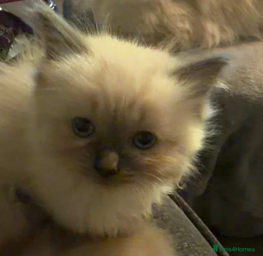 Ragdoll cats for sale: Rahdoll kittens looking for their forever homes - Advert 1