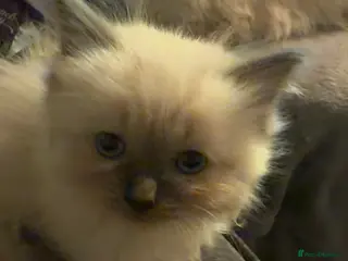 Ragdoll cats Rahdoll kittens looking for their forever homes - Advert 1