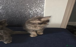 Maine Coon cats for sale: Maine Coon kittens  - Advert 7