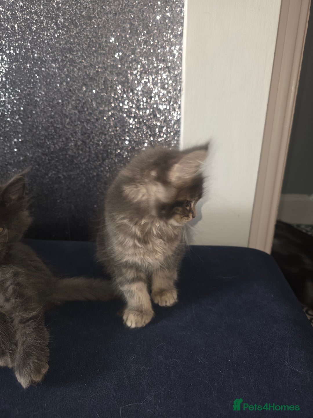 Maine Coon cats for sale: Maine Coon kittens  - Advert 7