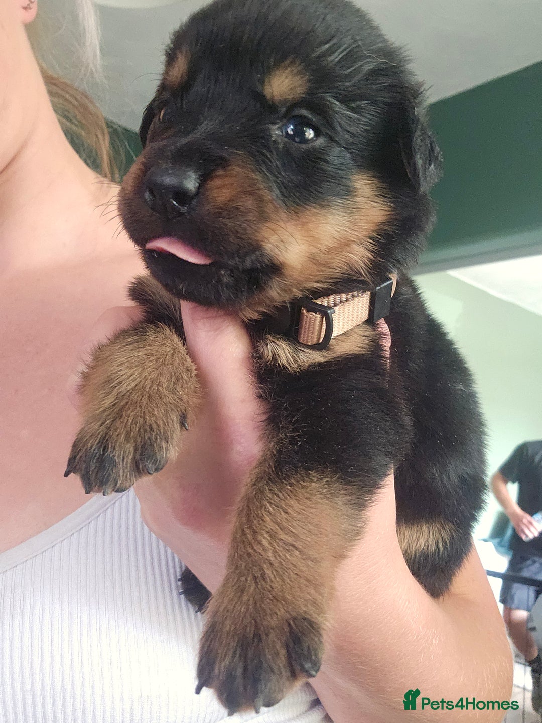 Rottweiler dogs for sale: 12 beautiful puppies  - Image 18