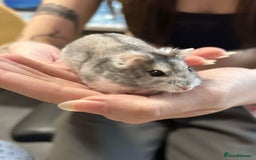 Hamster rodents for sale: Need my female hamster Clover Rehomed 🥺 - Image 1