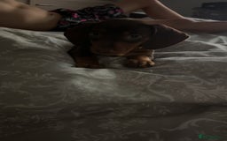 Miniature Dachshund dogs for sale: Dashhound puppy - Image 3