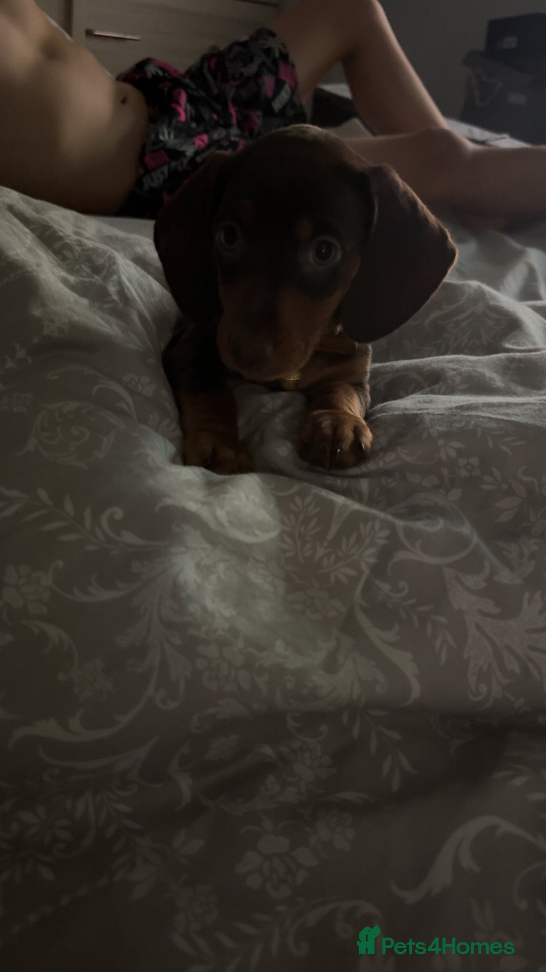 Miniature Dachshund dogs for sale: Dashhound puppy - Image 3