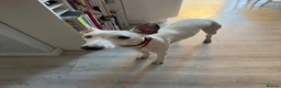 Whippet dogs for sale: 8 months old kc registered whippet boy for sale in Bury Saint Edmunds - Advert 2