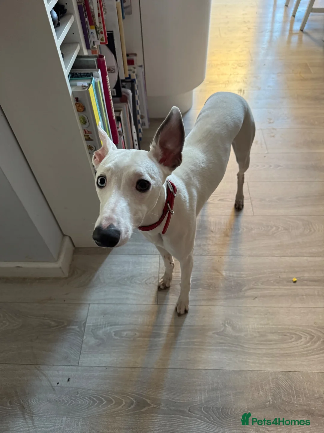 Whippet dogs for sale: 8 months old kc registered whippet boy for sale in Bury Saint Edmunds - Advert 2