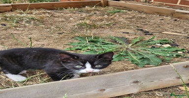 Mixed Breed cats - Advert 14