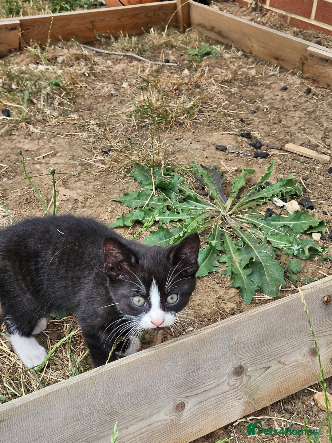 Mixed Breed cats for sale: 2 kittens to give away - Image 3