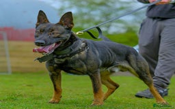 Belgian Shepherd Dog dogs for sale: Exceptional Herders from World-Class Lines - Image 8