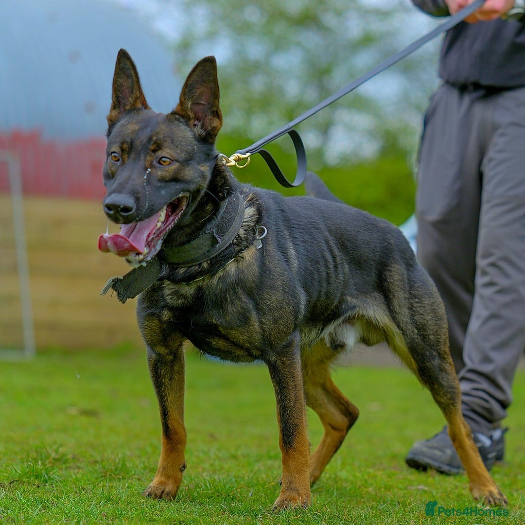 Belgian Shepherd Dog dogs for sale: Exceptional Herders from World-Class Lines - Image 8