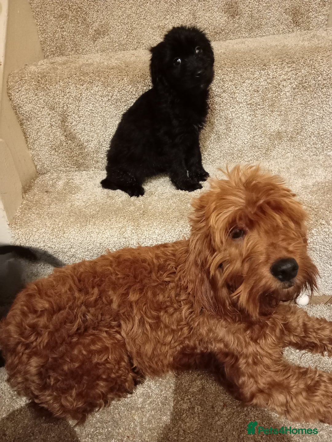 Mixed Breed dogs for sale: Cockapoo cross puppies - Advert 6