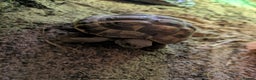 Tortoise reptiles for sale: Horsefield tortoise complete with everything - Advert 2