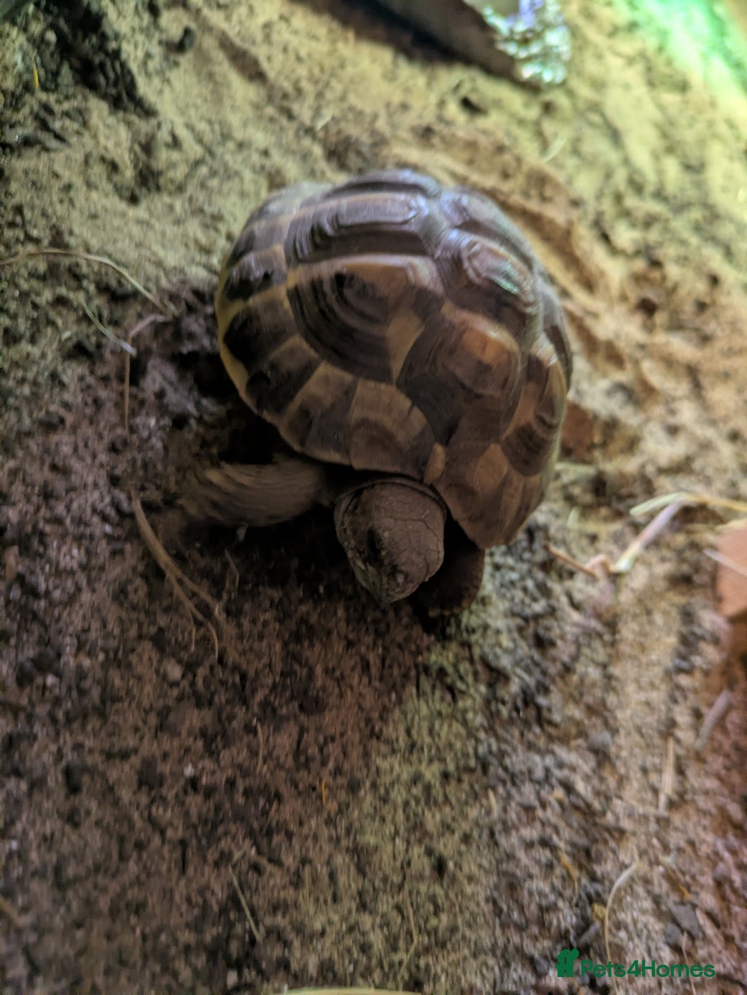 Tortoise reptiles for sale: Horsefield tortoise complete with everything - Advert 2