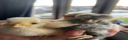 Chickens poultry for sale: Fertile polish / Poland chicken eggs - Advert 9
