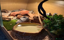 Corn Snake reptiles for sale: 2 x cornsnakes. Separate vivs.  - Image 11