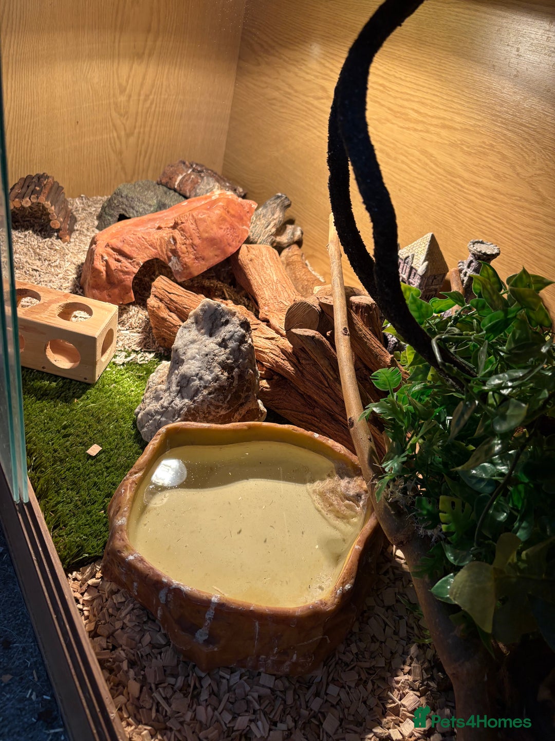 Corn Snake reptiles for sale: 2 x cornsnakes. Separate vivs.  - Image 11