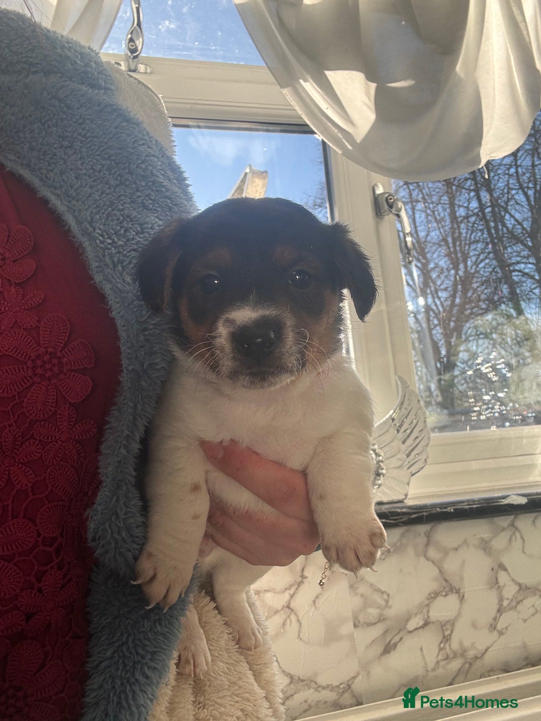 Jack Russell dogs for sale: 5 traditional Jack Russell puppys  - Advert 14