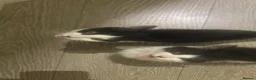 Mixed Breed cats for sale: 1 boy 1 girl - Advert 6