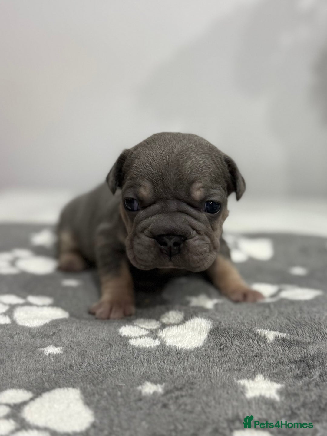 French Bulldog dogs for sale: 7 French Bull Dogs Puppy’s  - Advert 6