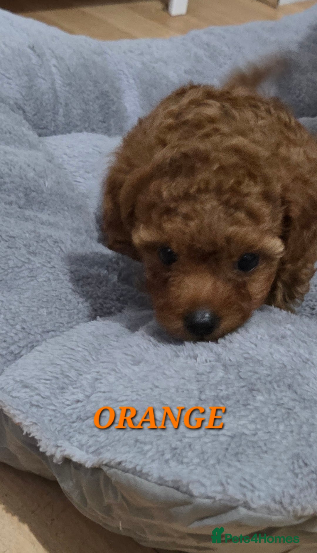 Mixed Breed dogs for sale: Toy / Aisan Poodle, Red Puppies - Advert 19