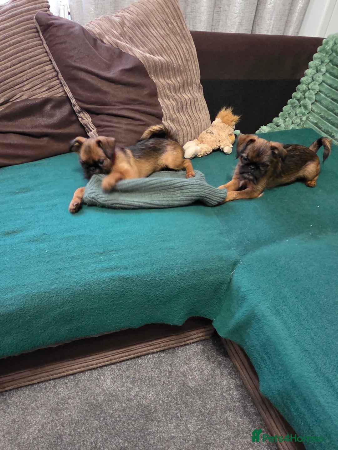 Griffon Bruxellois dogs for sale: Griffon Bruxellois KC registered - Advert 22