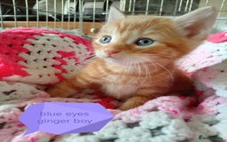Mixed Breed cats for sale: Blue, eyed baby's  - Image 4