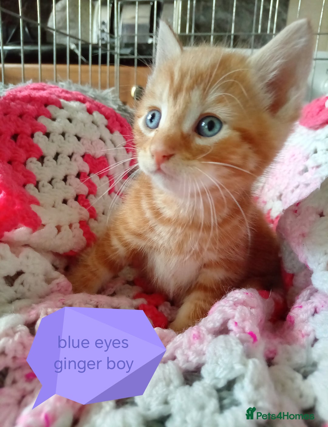 Mixed Breed cats for sale: Blue, eyed baby's  - Image 4