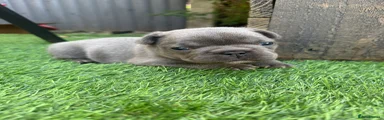 French Bulldog 2