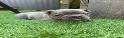 French Bulldog dogs for sale: French Bulldog Puppies - Advert 17
