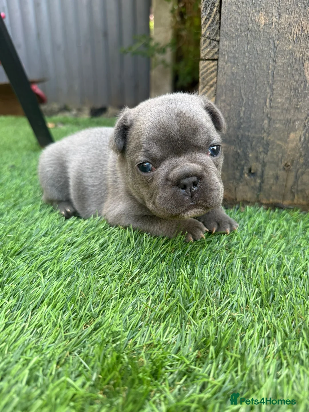 French Bulldog dogs for sale: French Bulldog Puppies - Advert 17