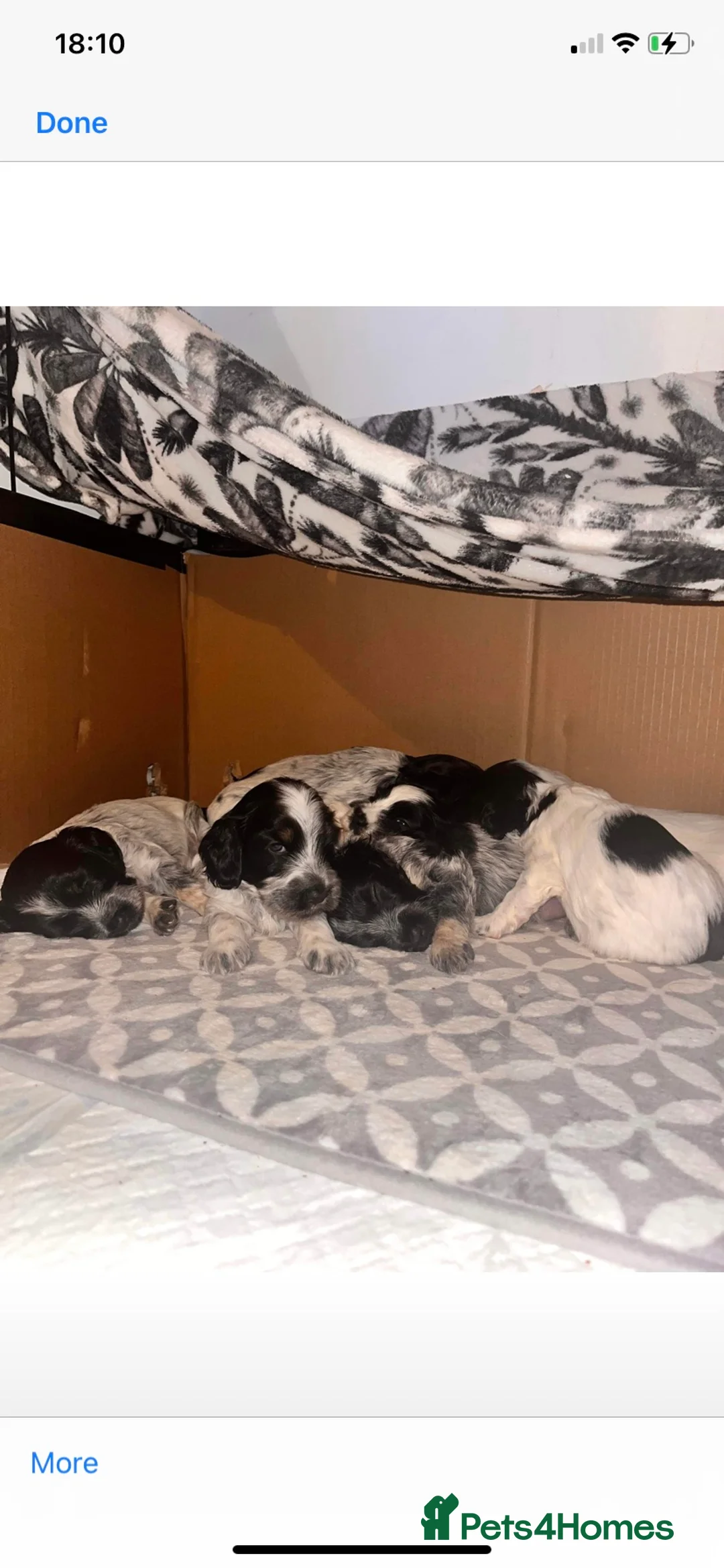 Cockapoo dogs for stud: Blue Roan & Tan-Phantom Stud in Lingfield - Advert 6