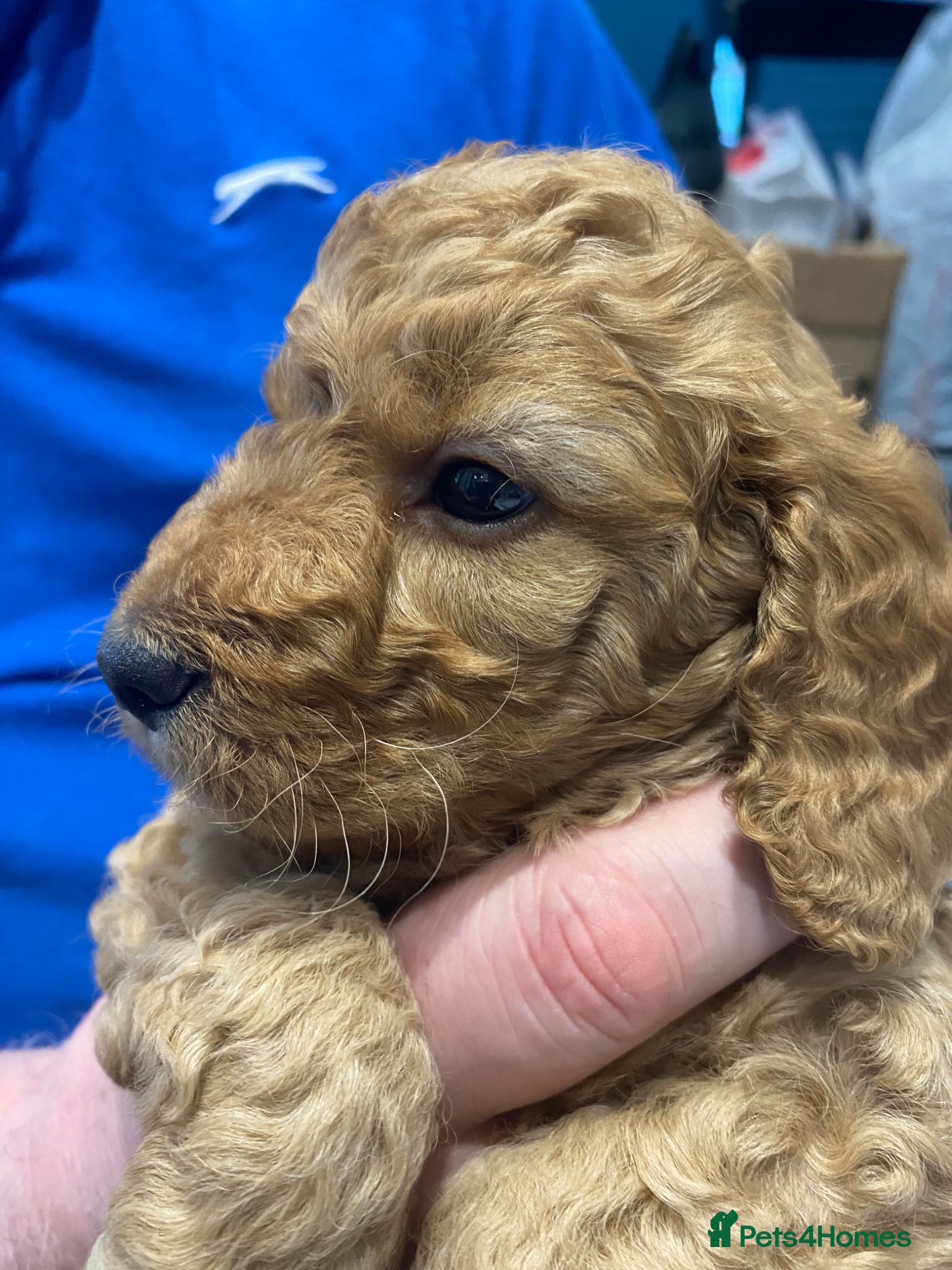 Cockapoo dogs REDUCED Last Cockapoo Puppy (Toy-Miniature) - Advert 2