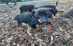 Dobermann dogs for sale: Doberman pups - Advert 4