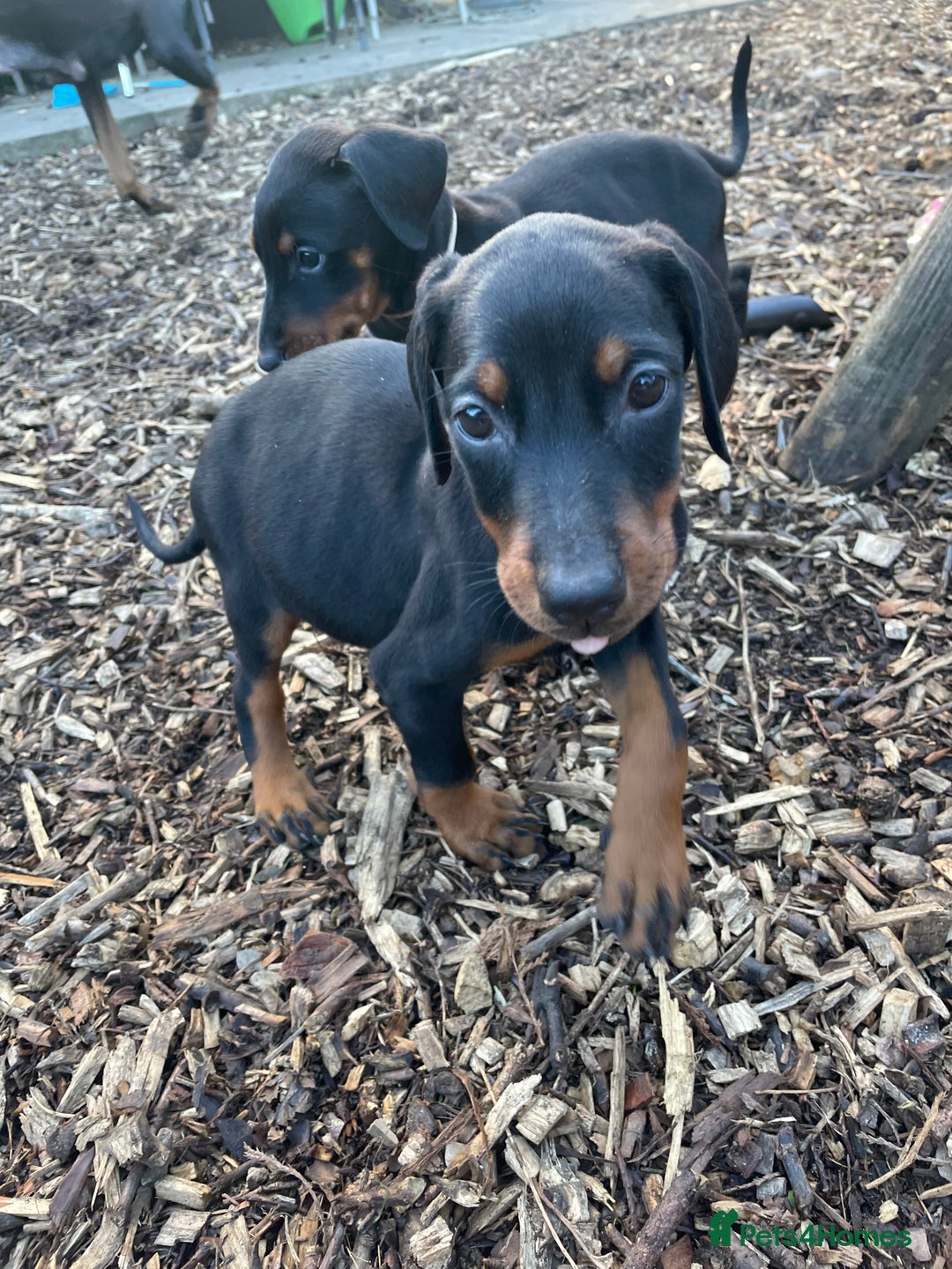 Dobermann dogs for sale: Doberman pups - Advert 4