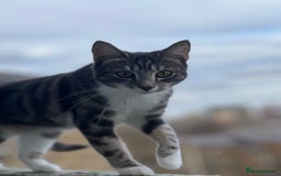 American Shorthair cats for sale: Beautiful tabby cat for sale - Advert 5