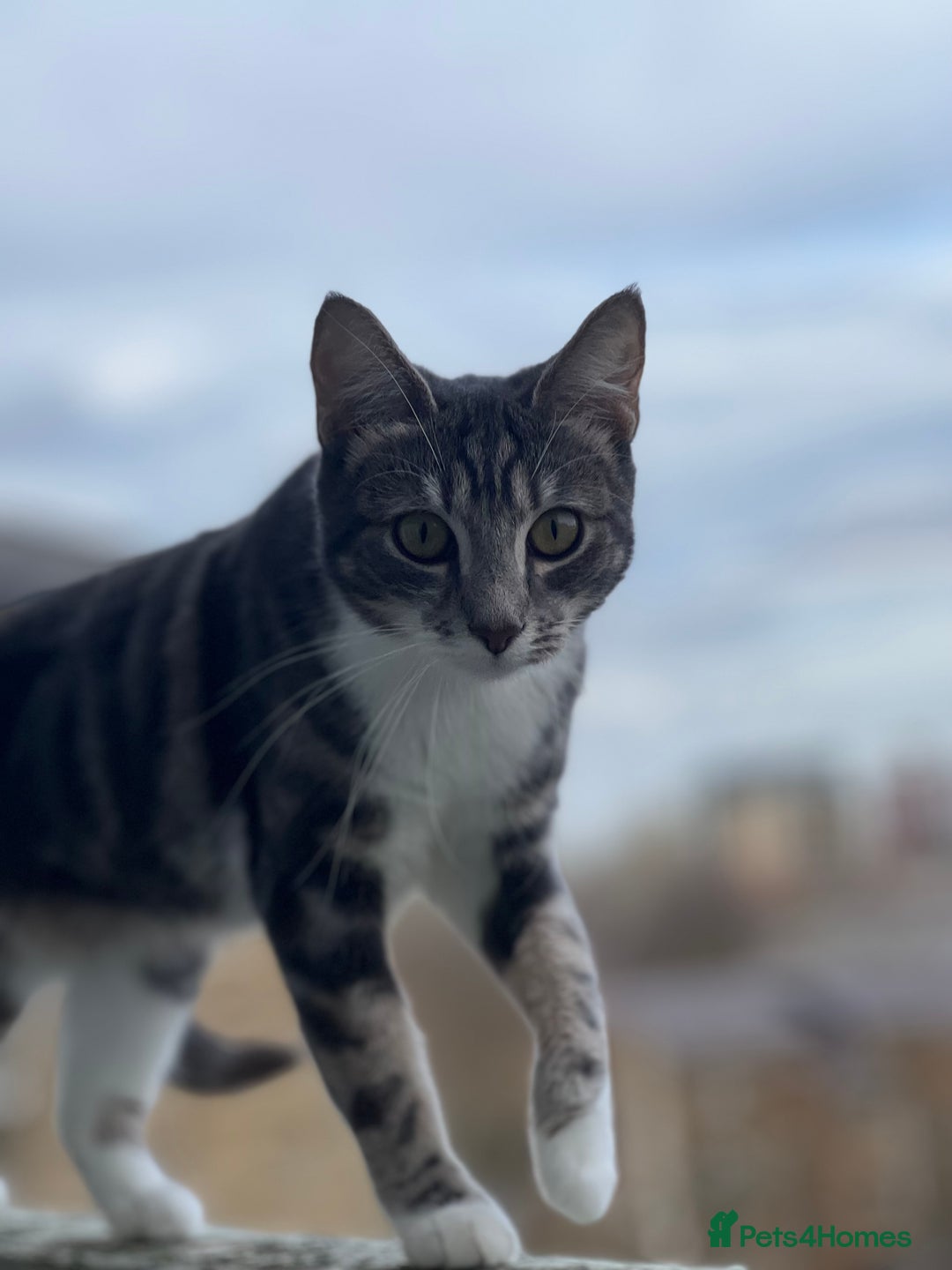 American Shorthair cats for sale: Beautiful tabby cat for sale - Advert 5