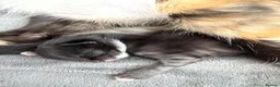 Mixed Breed cats for sale: Kittens  in Knaresborough - Advert 35