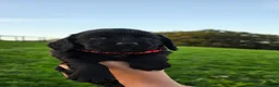 Cocker Spaniel dogs for sale: Kc registered cocker spaniels  - Advert 8